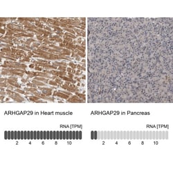 PARG1 Antibody, Novus Biologicals:Antibodies:Primary Antibodies